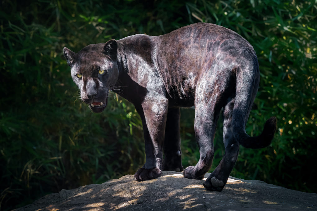 Felinos y biodiversidad: impacto en la economía local panameña
