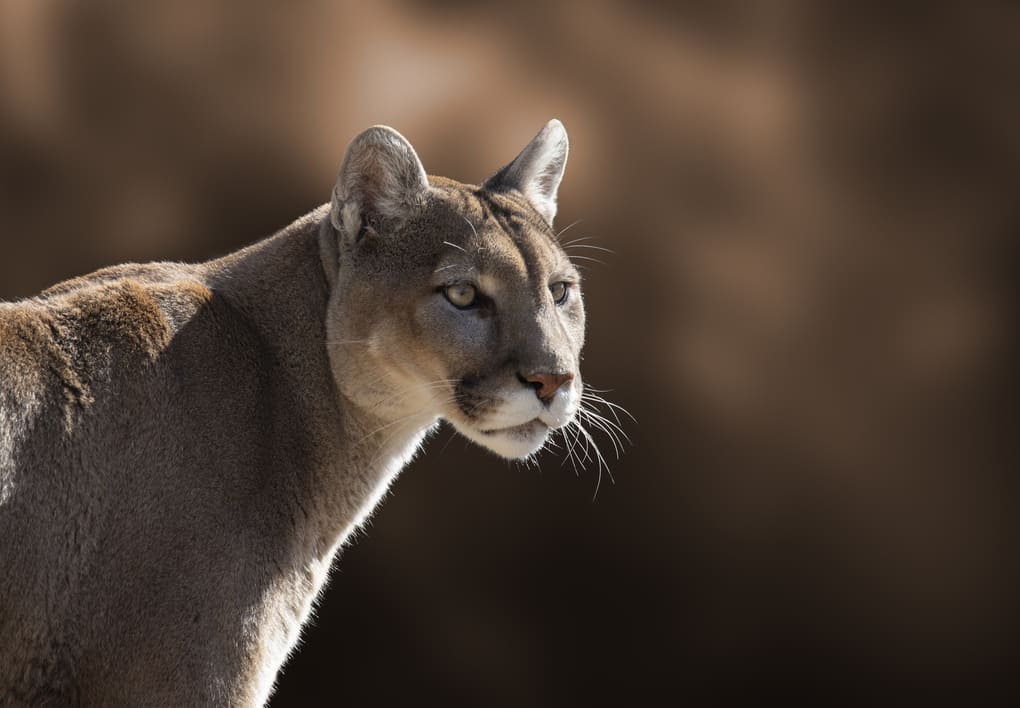 Protección de jaguares y pumas para ecosistemas saludables